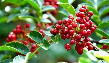 又到山鄉(xiāng)椒紅時(shí) 又到山鄉(xiāng)椒紅時(shí)