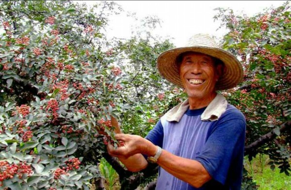 又到山鄉(xiāng)椒紅時(shí) 又到山鄉(xiāng)椒紅時(shí)
