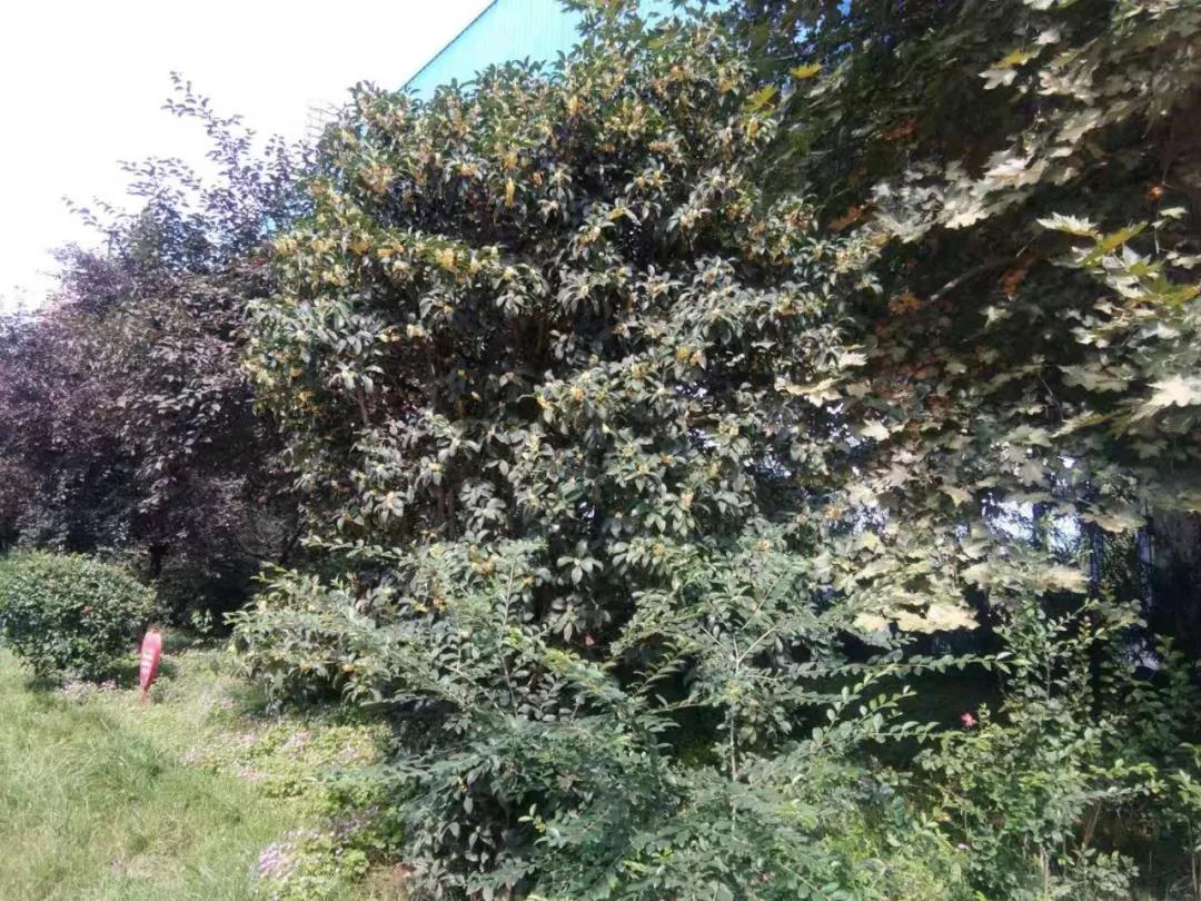 園區秋意濃 處處桂花香 園區秋意濃 處處桂花香