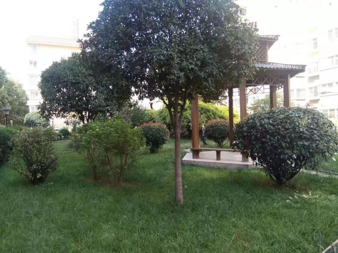 園區秋意濃 處處桂花香 園區秋意濃 處處桂花香