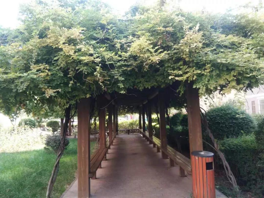 園區秋意濃 處處桂花香 園區秋意濃 處處桂花香